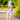 AL Limited Little & Big Girls Pastel Tie Dye Hoodie Top Shorts Camp